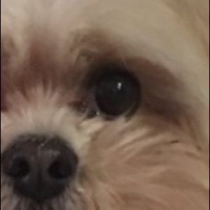 Meet your Posher, Judi